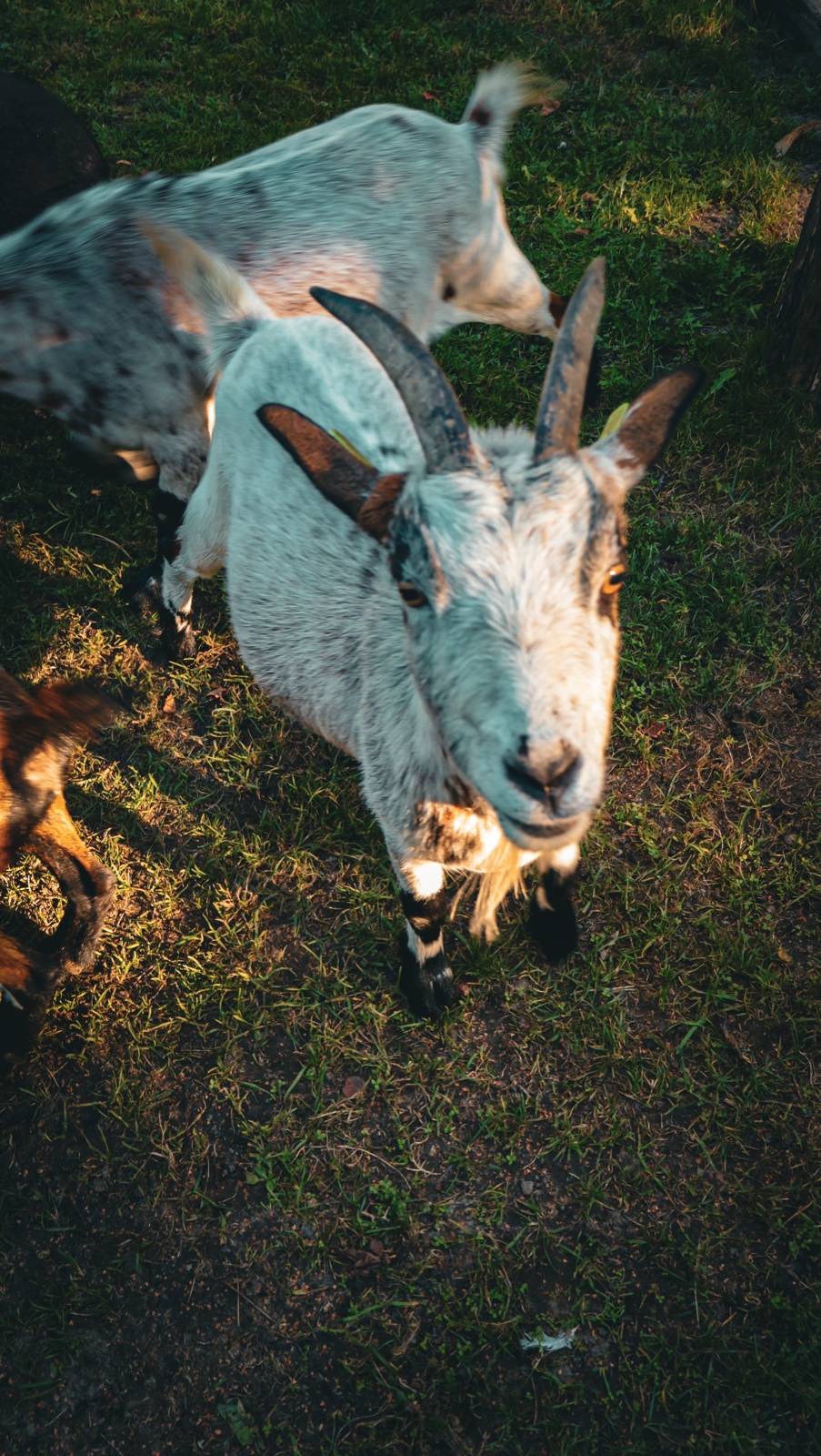 Geitje op de boerderij van Torenhof